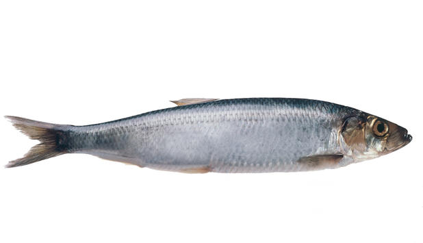 Pesce Crudo E Rischio Anisakis